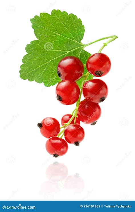 Racimo de grosellas rojas