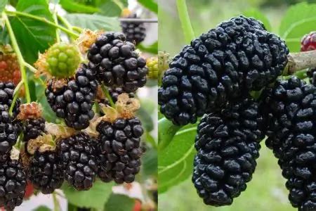 Un cuenco con moras y zarzamoras mixtas