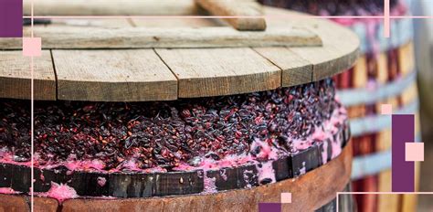 Fermentación maloláctica en vino