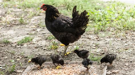Gallina ponedora negra en un entorno rural