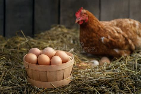 Huevos frescos de gallina en una cesta de mimbre