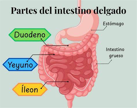 Diagrama del intestino delgado de una persona celíaca y una sana