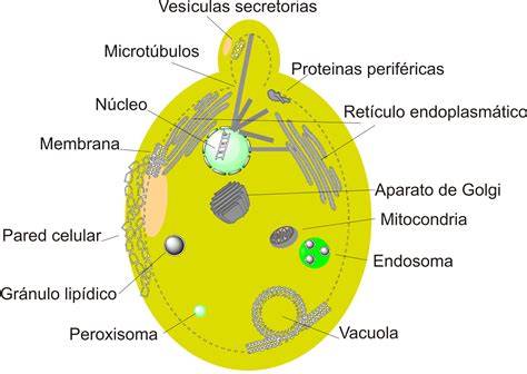 Estructura celular de una levadura