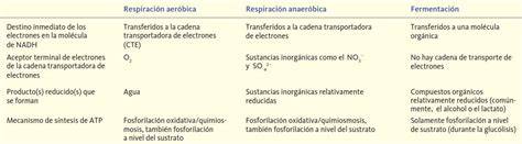 Gráfico comparativo de fermentación lenta vs. rápida