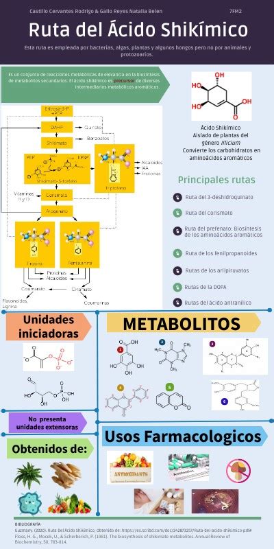 Esquema de la ruta del ácido shikímico