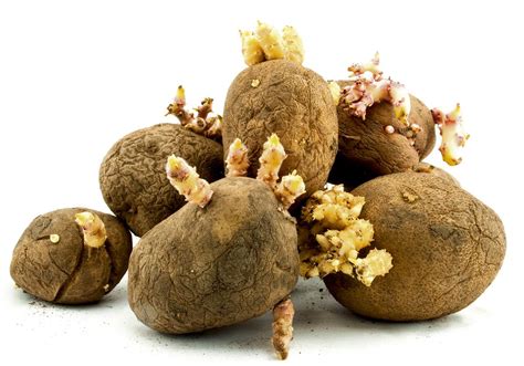 Ilustración de patatas con y sin brotes y zonas verdes