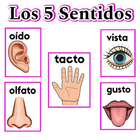 Ilustración representando los cinco sentidos
