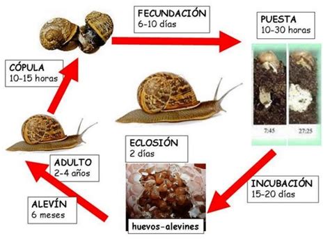 Proceso de formación de caracol con fajitas