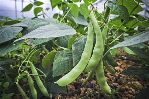 Planta de alubias con vainas