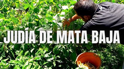 Esquema de siembra de alubias de mata baja y mata alta