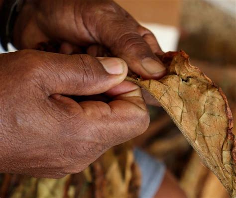 Proceso de cocción de las hojas de tabaco para el chimó