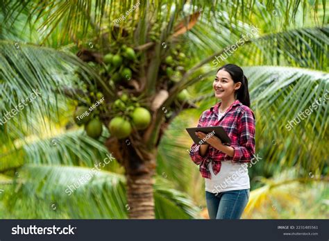 Cocos jóvenes tailandeses