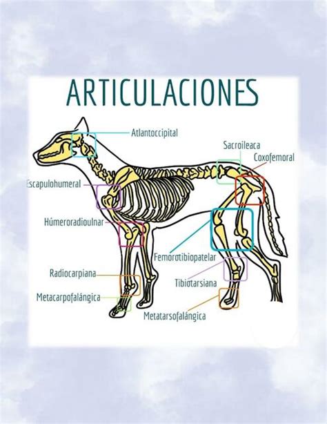 Esquema de las articulaciones de un perro