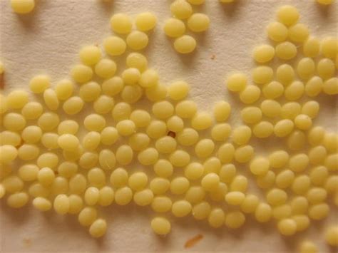 Microscopía de huevos de gusano de seda