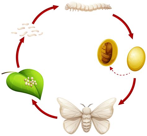 Esquema del ciclo vital del gusano de seda