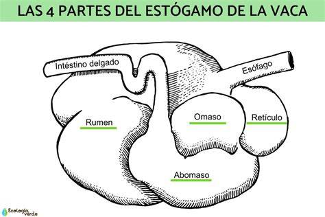 Diferentes cortes del estómago de la vaca para callos