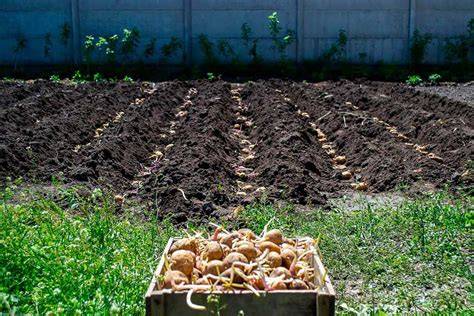 Campo de cultivo de patatas en España