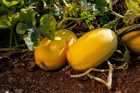 Calabaza espagueti cortada con la pulpa en forma de hebras
