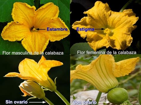 Diferencias entre flores masculinas y femeninas de calabaza