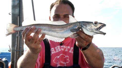 Comparación de métodos de pesca de merluza