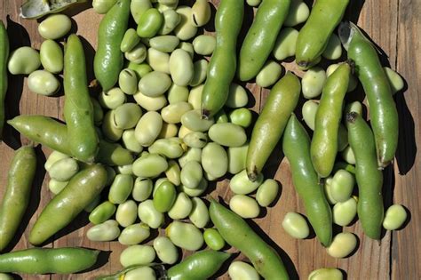 Semillas de faba Maruxina