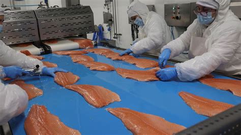 Proceso de enrollado de salmón ahumado
