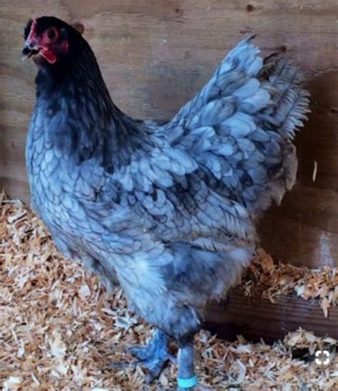 Gallina Isazul con plumaje azul grisáceo