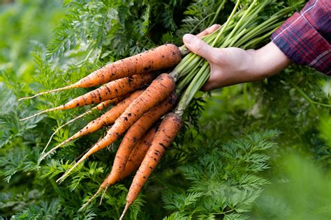 Zanahorias frescas y su aceite