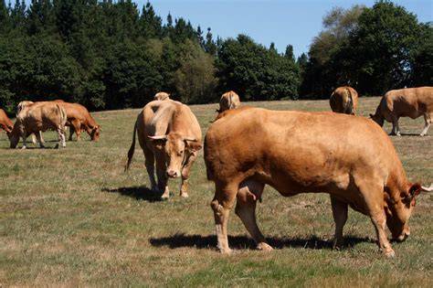 Vaca Rubia Gallega pastando en los prados gallegos