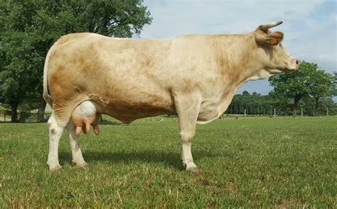 Esquema anatómico de una Vaca Rubia Gallega