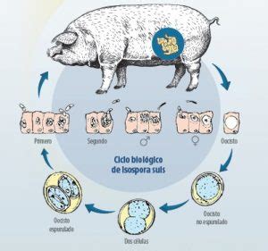 Ciclo de vida de Isospora suis en cerdos
