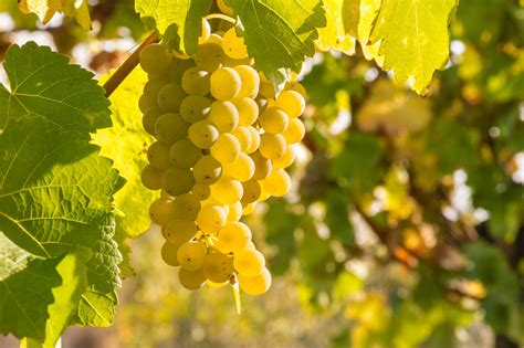 Uvas Chardonnay y Merseguera