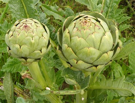 Alcachofa Camus de Bretaña