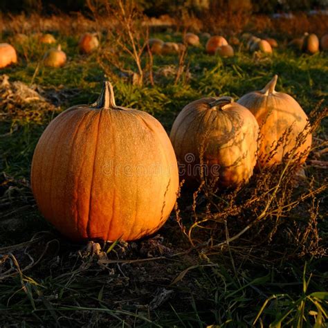 Campo de calabazas listos para la cosecha