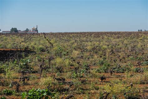 Viñedos del Aljarafe de Sevilla