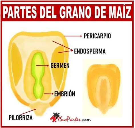 Diagrama de las partes del grano de maíz palomero