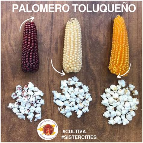 Ilustración de diferentes razas de maíz palomero