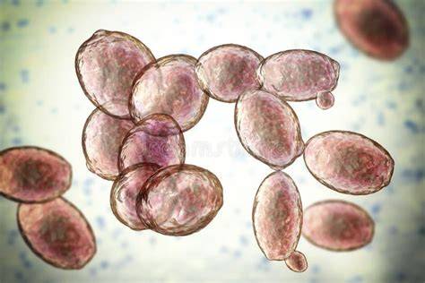 Representación microscópica de levaduras Saccharomyces cerevisiae