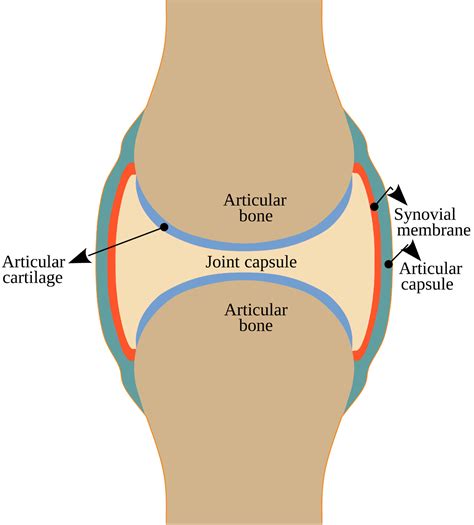 Diagrama de la estructura de una articulación sana
