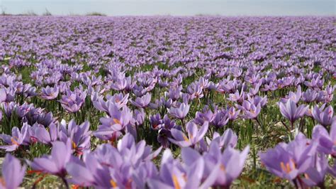 Campo de flores de azafrán