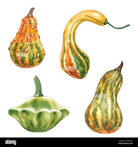 ilustracion de calabazas decorativas