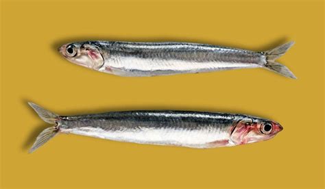 Diferencias entre anchoas y boquerones