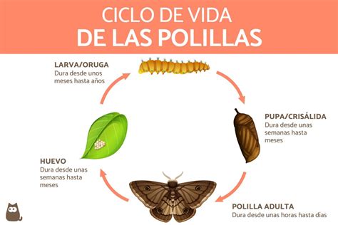 Ciclo de vida de una polilla