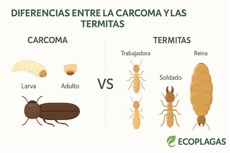 Comparación de termitas, carcomas y polillas de la madera