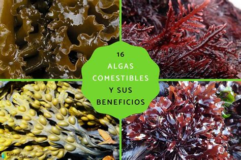 Variedad de algas comestibles