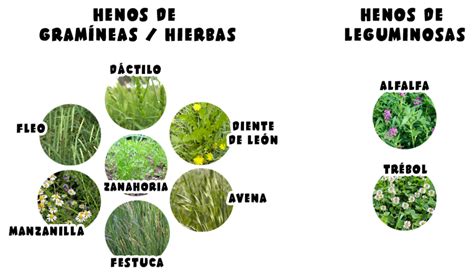 Comparación de tipos de heno