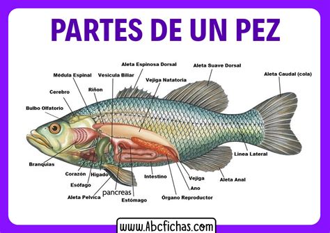 Esquema de la anatomía de la merluza