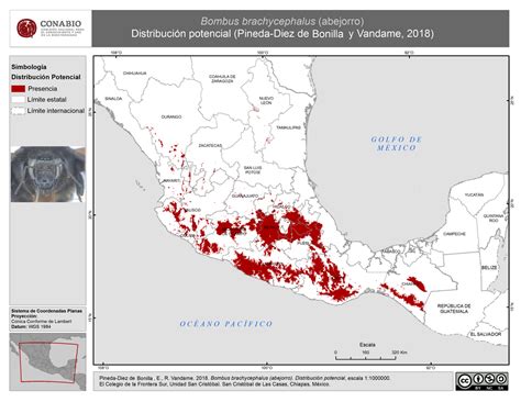 Mapa de distribución de las principales especies de merluza