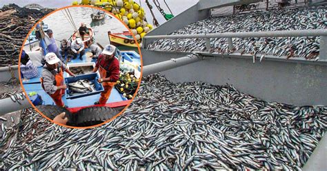 Comparativa de técnicas de pesca de merluza