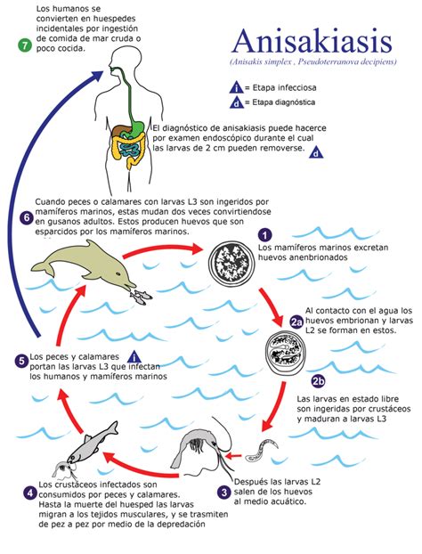 Guía de prevención del anisakis